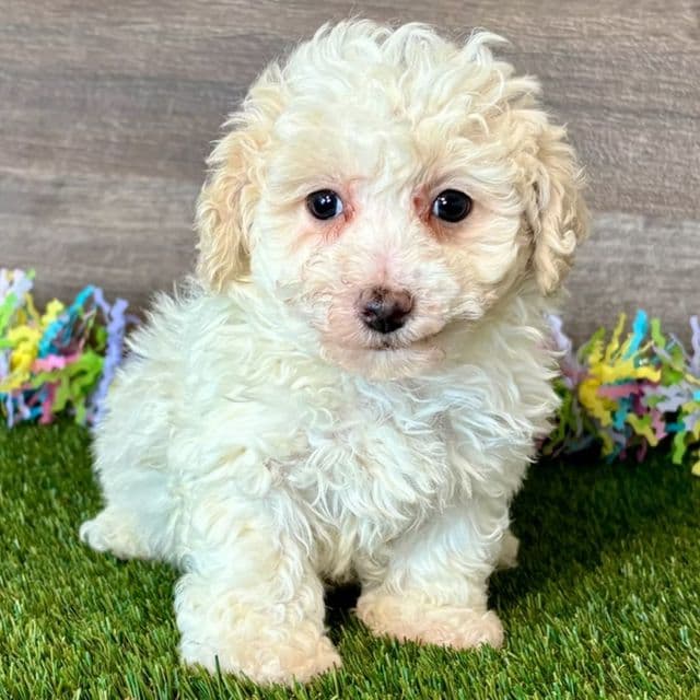 Bo - Poochon Male
