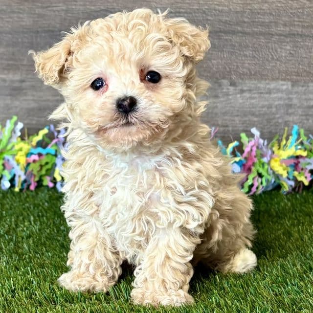 Bailey - Poochon Male