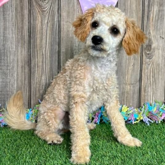 Georgia - Toy Poodle Female