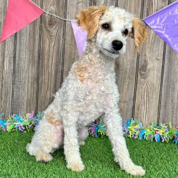 Gracie - Toy Poodle Female