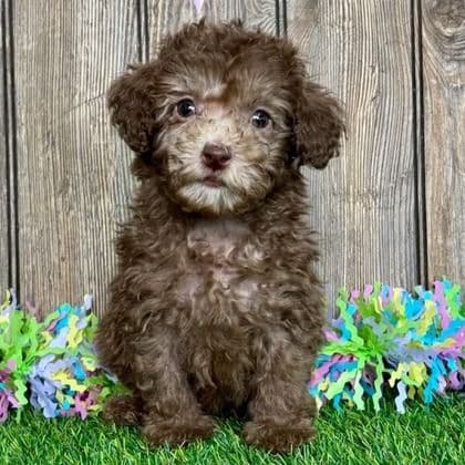 Jagger - Toy Poodle Male