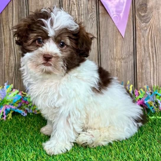 Sylvan - Shih-Poo Male