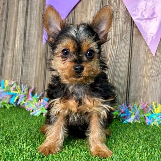 Yoko - Yorkie-Chon Female