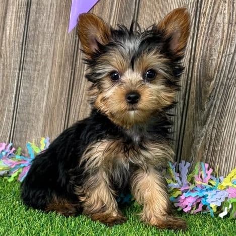 Yale - Yorkshire Terrier Male