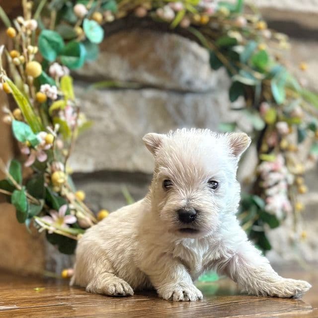 Karlton  - West Highland White Terrier Male