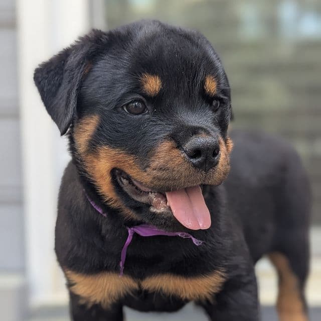 Layla - Rottweiler Female