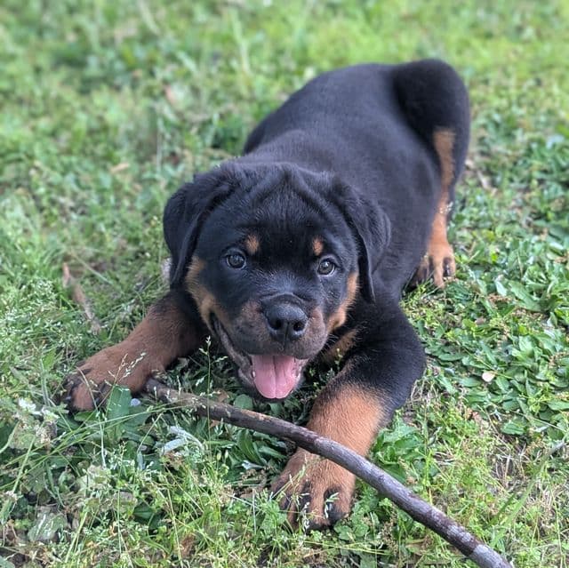 LiuKang - Rottweiler Male