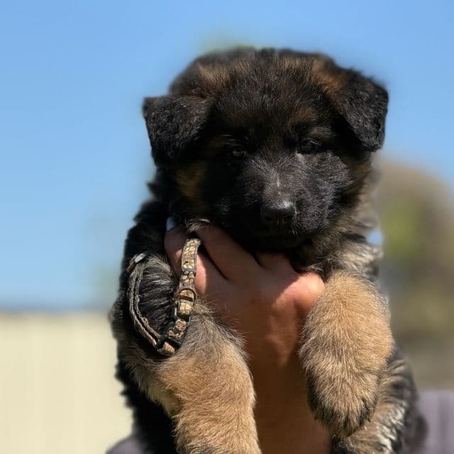 Wednesday - German Shepherd Dog Female