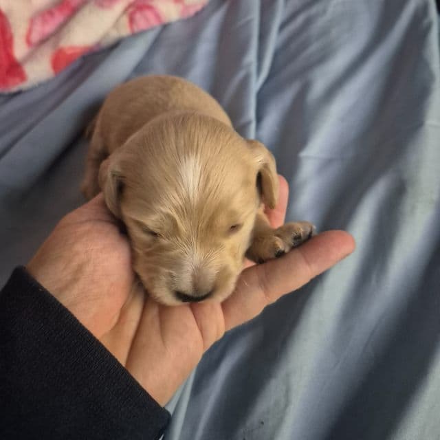 Cream boy possibly hidden dapple - Dachshund Male