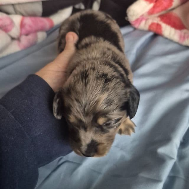silver dapple boy  - Dachshund Male