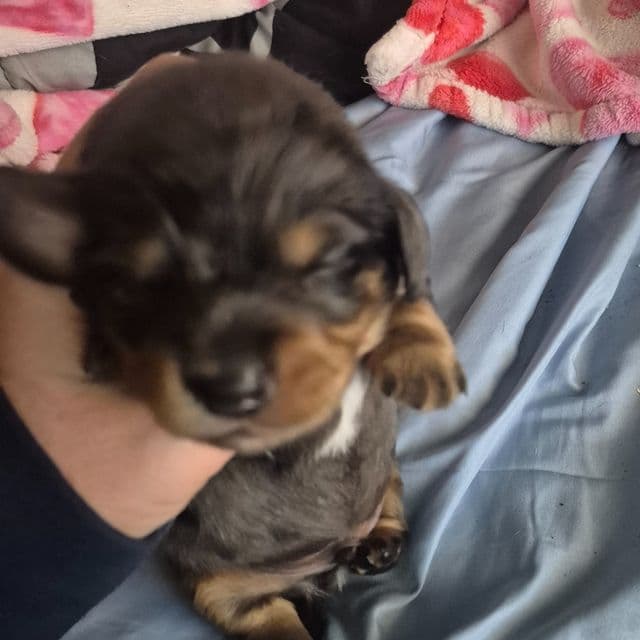 dark dapple boy - Dachshund Male