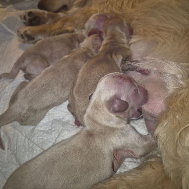 cream girl 1 - Dachshund Female