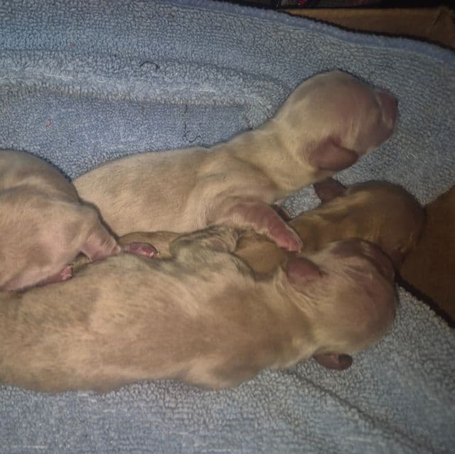 cream boy 1 - Dachshund Male