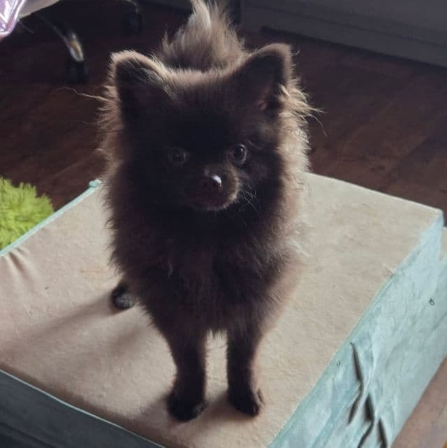 Supreme - Pomeranian Male