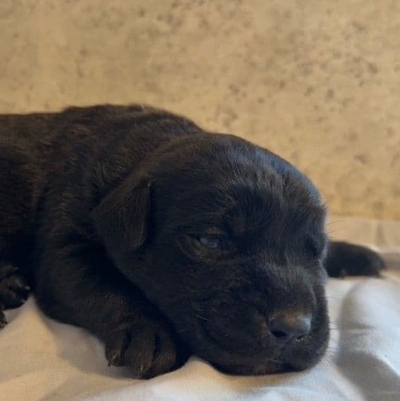 Gale Weathers - Cane Corso Female