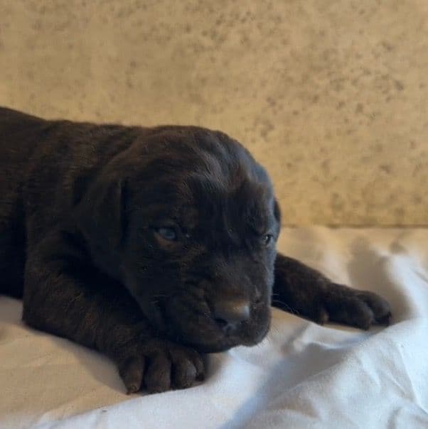 Tatum Riley - Cane Corso Female