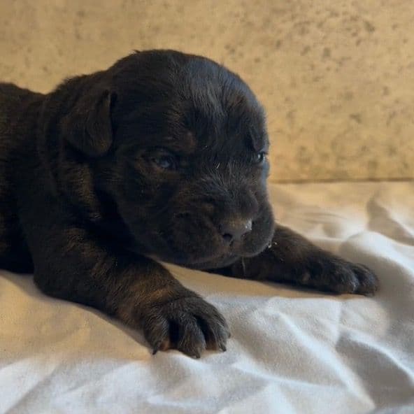 Dewey Riley - Cane Corso Male