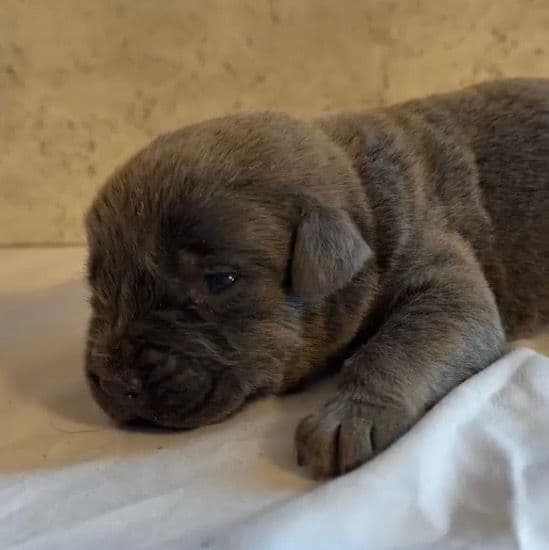 Billy Loomis - Cane Corso Male