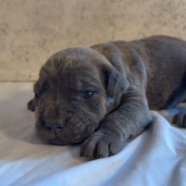 Stu Macher - Cane Corso Male