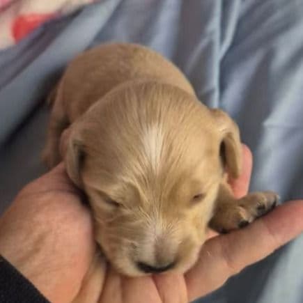 Cream boy possibly hidden dapple - Dachshund Male