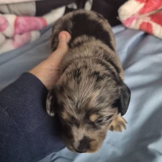 silver dapple boy  - Dachshund Male