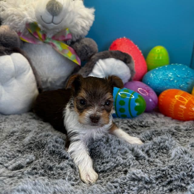 Dixie - Yorkshire Terrier Female