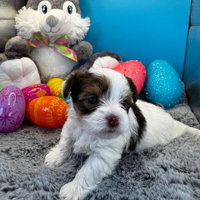 Dolly - Yorkshire Terrier Female