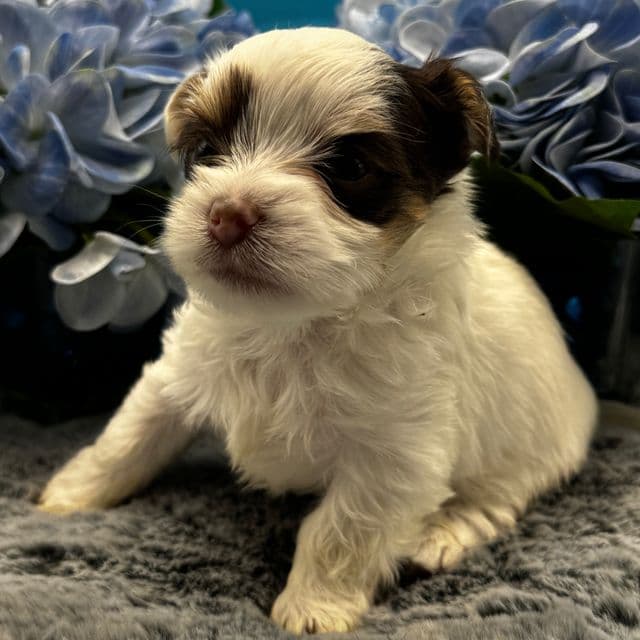 Duke - Yorkshire Terrier Male