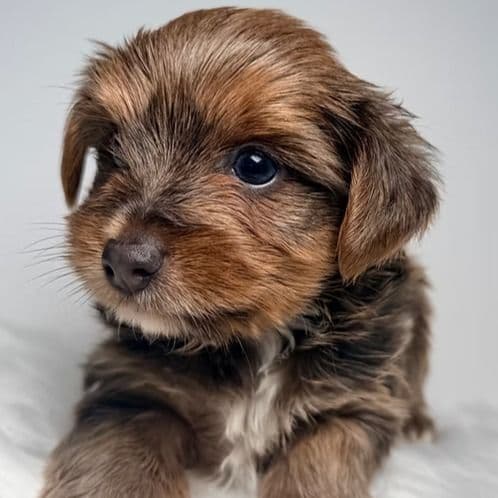 Romeo - Yorkshire Terrier Male
