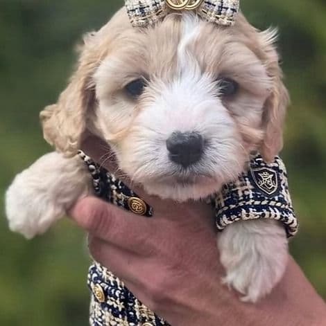 Rain - Cavapoo Female