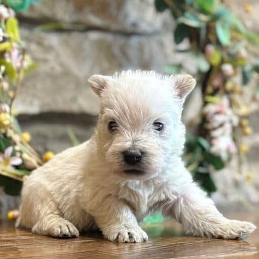 Karlton  - West Highland White Terrier Male