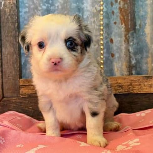 Almond joy - Miniature American Shepherd (Mini Aussie) Female