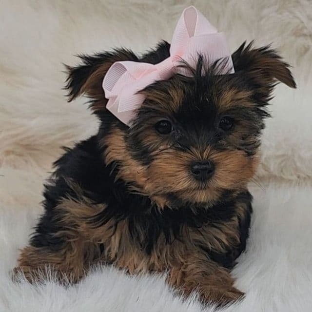 Lilly - Yorkshire Terrier Female