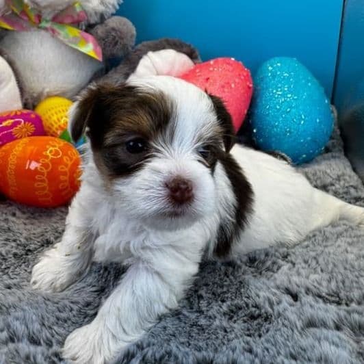 Dolly - Yorkshire Terrier Female