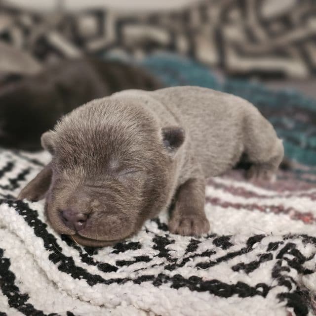 Pieces - Chinese Shar-Pei Male