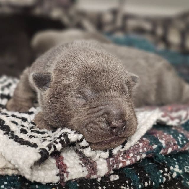 Bits - Chinese Shar-Pei Male