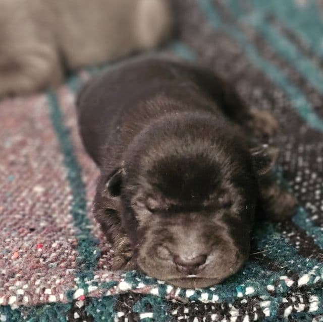 Screws - Chinese Shar-Pei Male