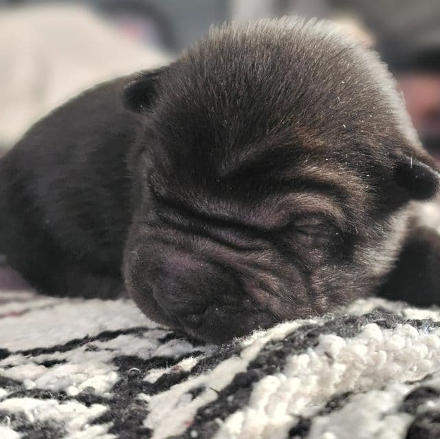 Nails - Chinese Shar-Pei Male