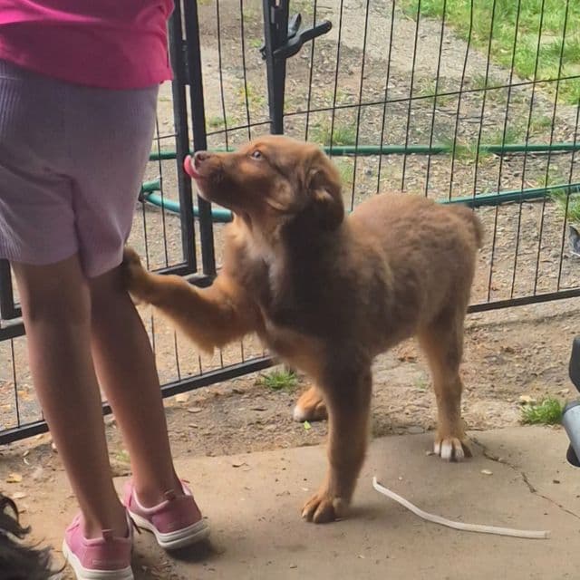 Utah  - Australian Shepherd Female