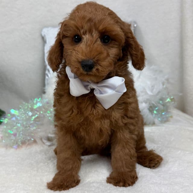 Brinley White Boy - Goldendoodle Male