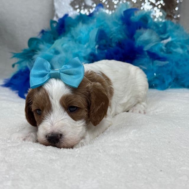 Ellie Turquoise Girl - Cavapoo Female