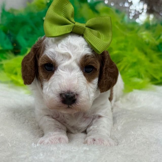 Ellie's Green Girl - Cavapoo Female