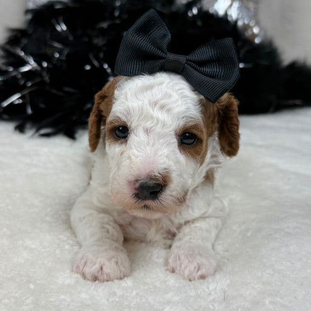 Ellie Black Girl - Cavapoo Female