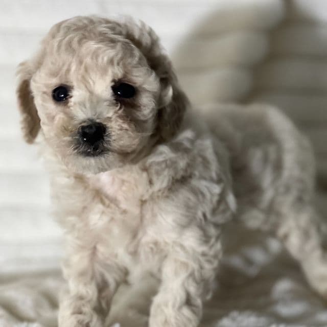 Sarah - Bichon Frise Female
