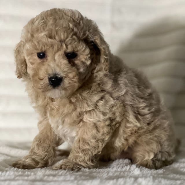 Scott - Bichon Frise Male