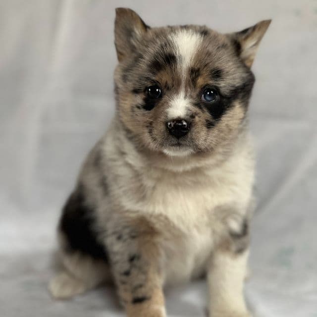 Bella - Shiba Inu Female