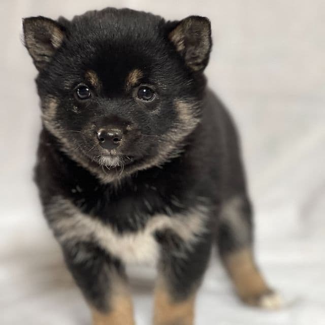 Bruno - Shiba Inu Male