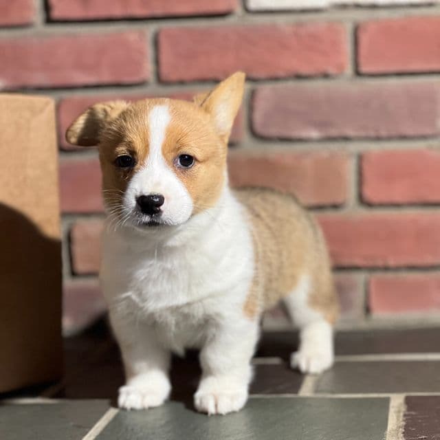 Sandy - Pembroke Welsh Corgi Female