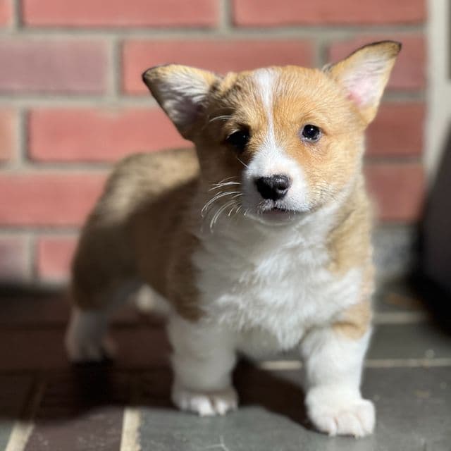 Johnny - Pembroke Welsh Corgi Male