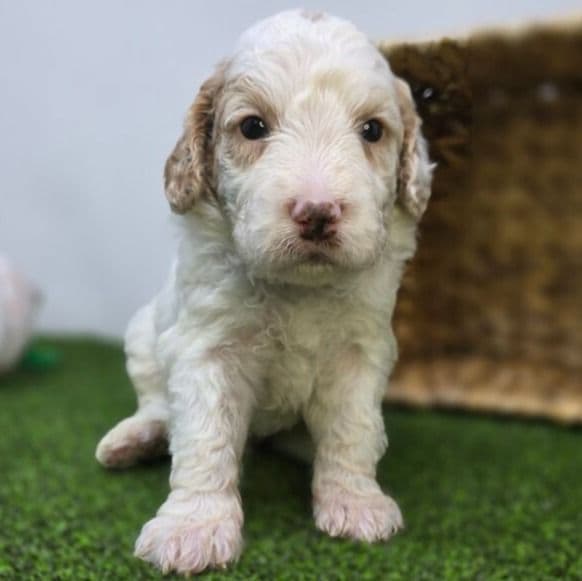 Archie - Goldendoodle Male
